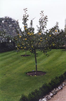 Apple tree