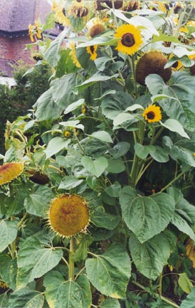 Sunflowers