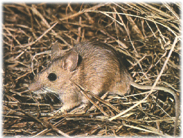 wood mouse