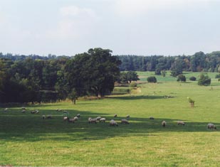 Sheep graze south of the lake